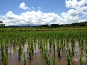 田植え