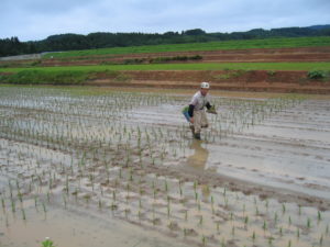 田植え